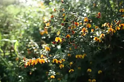 Les nombreuses fleurs poussant individuellement le long de la tige.