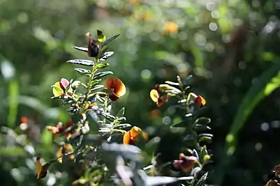 Image montrant le dos de la fleur et la disposition des feuilles en alternance.