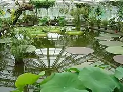 Serre des Victoria, avec Victoria amazonica dans la partie éloignée du bassin.