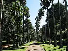 Image illustrative de l’article Jardin botanique de Peradeniya