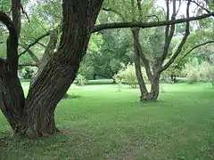 Les saules pleureurs à l'Arboretum.