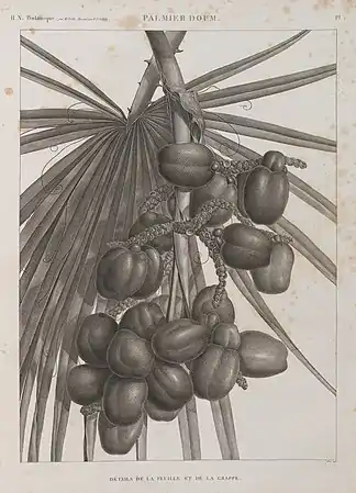 Palmier Doum (Cucifera thebaïca)Détails de la feuille et de la grappe