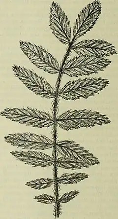 Description de l'image Botanische Jahrbücher für Systematik, Pflanzengeschichte und Pflanzengeographie (1910) (14763193185).jpg.