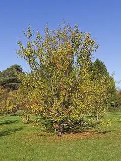 Pommier Malus sieversii.