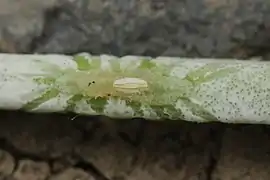 Galeries des larves de Botanophila dans le champignon Epichloe parasitant une graminée.