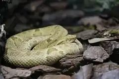 Description de l'image Bothrops insularis.jpg.