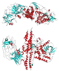 Image illustrative de l’article Toxine botulique