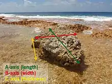 Bloc corallien posé sur le platier récifal de Fakarava à la faveur d'un cyclone tropical.