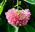 Dombeya ou Boule de neige rose.