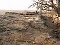 Séchage des boulettes d'oignon sur la falaise de Bandiagara.