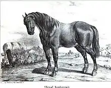 Gravure présentant le profil gauche d'un cheval massif à la robe sombre dans un champ.