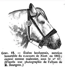 Gravure du profil droit de la tête massive d'un cheval gris portant un licol.