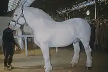 Photo d'un cheval gris massif présentant son profil gauche dans un hall d'exposition.