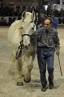 Photo d'un cheval gris de face tenu en main par un homme dégarni avec une chemise à carreaux et un jean.