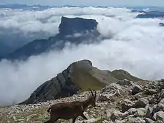 Femelle bouquetin sur le Grand Veymont ; mont Aiguille au-dessus des nuages.