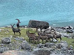 Groupe de bouquetins au lac Long dans le massif de la Vanoise.