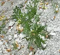 Fausse roquette de France, larris de Bourdon.