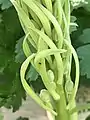 Bourgon de fleur d'une himantoglossum hircinum