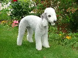 Un bedlington blanc pur