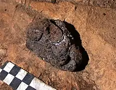 Coprolithe subactuel de blaireau, grotte des Bouxès, La Roque-Sainte-Marguerite, Aveyron, France.