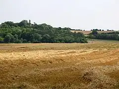 Vestiges d'une tour au milieu de la végétation couvrant la motte (vue depuis le chemin des Voiries, vers l'est).