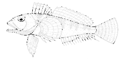Description de l'image Bovichtus variegatus (Thornfish).gif.