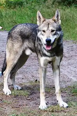 Chien-loup de Saarloos, mâle