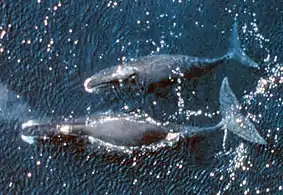 Baleine franche (Balaena mysticetus)