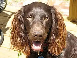 Boykin Spaniel