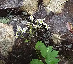 Description de l'image Boykinia aconitifolia Brook saxifrage.JPG.