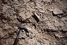 Brèche de tempête cimentée (diagenèse précoce) à la surface d'un banc au sommet d'un cycle émersif métrique. Lias moyen, Haut Atlas.