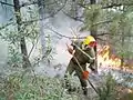 APFM protégeant les lisières d'un brûlage dirigé en forêt Domaniale des Maures en 2006.