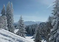 Épicéas enneigés en Autriche.