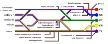 Schema of brachial plexus with course of spinal nerves shown.