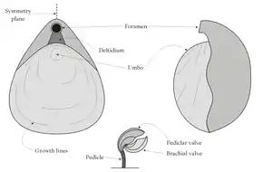 Morphologie d'un brachiopode