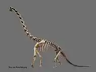 Squelette de profil d'un dinosaure.
