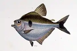 Brachychalcinus orbicularis