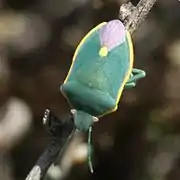 Brachynema cinctum (Îles Canaries).