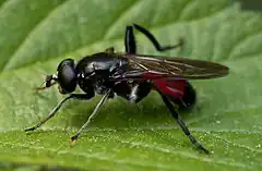 Description de l'image Brachypalpoides lentus by Frank Vassen (cropped).jpg.