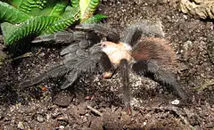 Description de l'image Brachypelma albiceps - juvenile female.jpg.