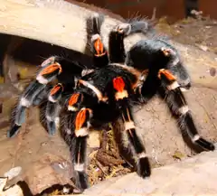 Description de l'image Brachypelma auratum kiel.png.