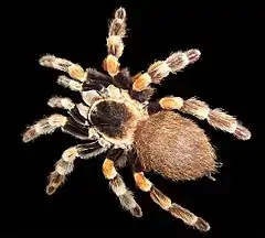 Description de l'image Brachypelma edit.jpg.