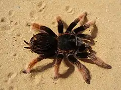 Description de l'image Brachypelma klaasi 2009 G01 cropped.jpg.