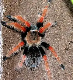 Description de l'image Brachypelma sp., 2006-12-02.jpg.