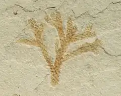 Brachyphyllum nepos (Conifère, Cheirolepidiaceae) du calcaire de Solnhofen (Bürgermeister-Müller-Museum de Solnhofen).