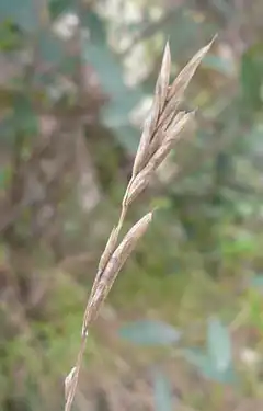 Description de l'image Brachypodium retusum espiga seca.jpg.