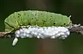 Cocoons of Apanteles wasp and Papilio demoleus caterpillar