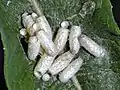 Microgastrinae wasp empty cocoons
