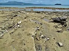 Scène de braconnage à Petite-Terre. On voit une carcasse de tortue verte et des coquilles éclatées de strombes.