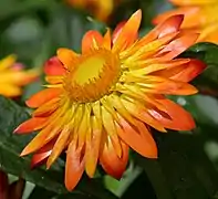 Cultivar 'Flobrafla', à bractées de couleur variant du jaune au rouge.